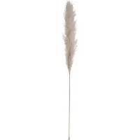 J-Line Pampasgras Zweig, getrocknet, natur, 137cm