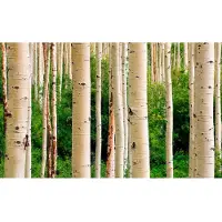 Papermoon Fototapete "Aspen Woods in Summer" glatt