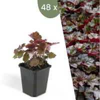 Frank GmbH Plants by Frank | 48 Purpurglöckchen Pflanzen | Heuchera Micrantha 'Palace Purple' | Bodendecker | Winterhart | Gartenpflanzen