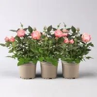 Pflanzen-Kölle Rose 'Adele Kordana Grande', rosa, Topf-Ø 10,5 cm, 3 Pflanzen