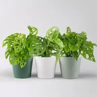 Pflanzen-Kölle Monstera adansonii mit Topf Dallas grün,gl.blau,weiß, Topf-Ø 12 cm, 3 Pflanzen