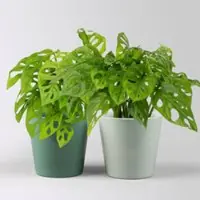 Pflanzen-Kölle Monstera adansonii mit Topf Dallas seegrün, gl.blau, Topf-Ø 12 cm, 2 Pflanzen
