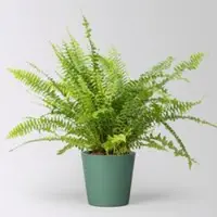 Pflanzen-Kölle Schwertfarn 'Green Lady' in Keramiktopf Dallas seegrün, Topf-Ø 12cm