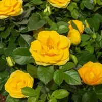 Pflanzen-Kölle Rose Patio, gelb, Topf-Ø 13 cm, 3 Pflanzen