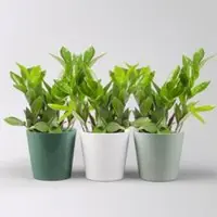 Pflanzen-Kölle Glücksfeder inkl. Übertopf 'Dallas' grün,gl.blau& weiß Topf -Ø 12 cm, 3 Pflanzen