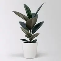 Pflanzen-Kölle Gummibaum 'Abidjan' in Keramiktopf Dallas weiß, Topf-Ø 17 cm, Höhe ca. 55 cm