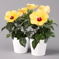 Pflanzen-Kölle Hibiskus, gelb, mit Keramiktopf Dallas weiß, Topf-Ø 13 cm, 2 Pflanzen