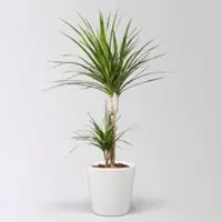 Pflanzen-Kölle Drachenbaum, 2er-Tuff, inkl. Keramiktopf Dallas, Höhe ca. 70 cm, Topf-Ø 17 cm