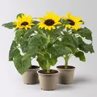 Pflanzen-Kölle Sonnenblume 'Sunsation' gelb, Topf-Ø 12/13 cm, 3er-Set