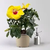 Pflanzen-Kölle Hibiskus, gelb, Topf-Ø 17 cm