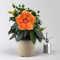 Pflanzen-Kölle Hibiskus, orange, Topf-Ø 17 cm