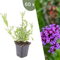 Frank GmbH Plants by Frank | 60 Eisenkraut Pflanzen | Verbena Bonariensis | Stauden | Gartenpflanzen