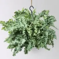 Pflanzen-Kölle Phlebodium aureum 'Davana', in Ampeltopf-Ø 20 cm