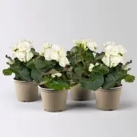 Pflanzen-Kölle Elatior-Begonie, weiß, Topf-Ø 14 cm, Höhe ca. 20-27 cm, 4 Pflanzen