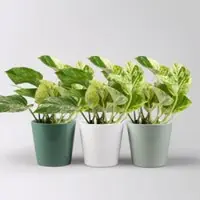 Pflanzen-Kölle Efeutute 'Marble Queen' in Topf seegrün,gl.blau,weiß, Topf-Ø 12 cm, 3 Pflanzen