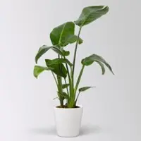 Pflanzen-Kölle Strelitzia nicolai, Topf-Ø 17 cm, Höhe ca. 55 cm, inkl. Keramiktopf Dallas