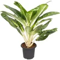Pflanzen-Kölle Aglaonema 'Key Lime', Topf-Ø 22 cm, Höhe ca. 70 cm