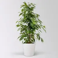 Pflanzen-Kölle Birkenfeige 'Anastasia' im Keramiktopf Dallas, Topf-Ø 17 cm, Höhe ca. 60 cm