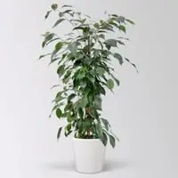 Pflanzen-Kölle Birkenfeige 'Danielle' im Keramiktopf Dallas, Topf-Ø 17 cm, Höhe ca. 70 cm