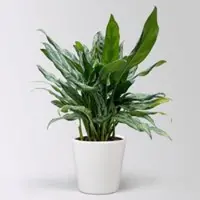Pflanzen-Kölle Aglaonema 'Miss Juliette', in Keramiktopf Dallas, Topf-Ø 17 cm, Höhe ca. 55 cm