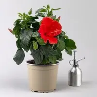 Pflanzen-Kölle Hibiskus, rot, Topf-Ø 17 cm