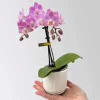 Pflanzen-Kölle Mini-Phalaenopsis mit Keramiktopf, rosa/lila, Topf-Ø 7 cm, 2 Pflanzen