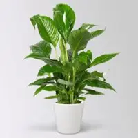 Pflanzen-Kölle Einblatt 'Vivaldi', Topf-Ø 17 cm, mit Topf Dallas weiß, Höhe ca. 60-80 cm
