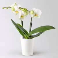 Pflanzen-Kölle Schmetterlingsorchidee 'Spirit', inkl. Keramiktopf, weiß, Topf-Ø 12 cm