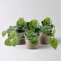 Pflanzen-Kölle Gefleckte Efeutute 'Argyraeus', Topf-Ø 12 cm, 3 Pflanzen