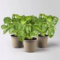 Pflanzen-Kölle Monstera adansonii, Topf-Ø 12 cm, Höhe ca. 25 cm, 3 Pflanzen