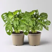 Pflanzen-Kölle Monstera adansonii, Topf-Ø 12 cm, Höhe ca. 25 cm, 2 Pflanzen