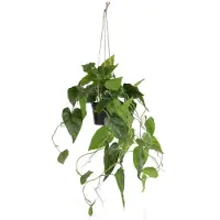 Coco Maison Philodendron Scandens H80cm Kunstpflanze