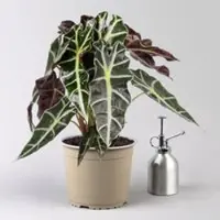 Pflanzen-Kölle Alocasia 'Polly', Topf-Ø 17 cm, Höhe ca. 45 cm
