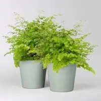 Pflanzen-Kölle Frauenhaarfarn 'Fritz Lüthi', in Topf Dallas gl.blau, Topf-Ø 12 cm, 2 Pflanzen