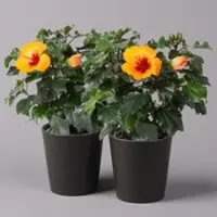 Pflanzen-Kölle Hibiskus 'Petit Orange', in Keramiktopf anthrazit, Topf-Ø 13 cm, 2 Pflanzen
