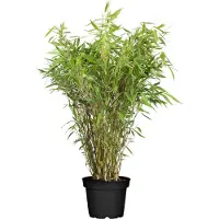 Everspring Roter Bambus- Ø29cm - 80cm - Ø19 - 60cm