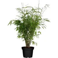 Hello Plants Schirmbambus 23 cm Topf