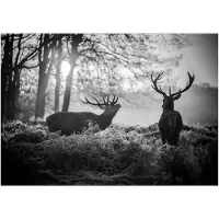 Kärkkäinen Fototapete Deers in the Morning Grau/Schwarz