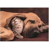 Clementoni High Quality Collection 35583, 500 Stück(e), Tiere, 18 Jahr(e)
