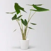 Pflanzen-Kölle Alocasia 'Zebrina', in Keramiktopf Dallas, Topf-Ø 17 cm, Höhe ca. 60 cm