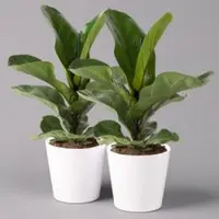 Pflanzen-Kölle Geigenfeige 'Bambino', Topf-Ø 12 cm, mit Übertopf weiß, Höhe ca. 30 cm, 2er-Set