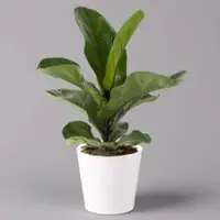 Pflanzen-Kölle Geigenfeige 'Bambino', Topf-Ø 12 cm, mit Übertopf Dallas weiß, Höhe ca.30 cm