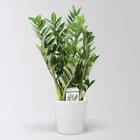 Pflanzen-Kölle Glücksfeder in Keramiktopf Dallas, Topf-Ø 17 cm, Höhe ca. 30-50 cm