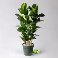 Pflanzen-Kölle Gummibaum 'Makana', Topf-Ø 30 cm, Höhe ca. 110 cm, inkl. Bewässerungssystem