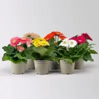 Pflanzen-Kölle Gerbera, Farbmix zufällig, Topf-Ø 12 cm, 6 Pflanzen