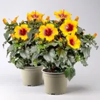 Pflanzen-Kölle Hibiskus 'Petit Sunrise' hellorange-dunkelrot , Topf-Ø 13 cm, 2 Pflanzen