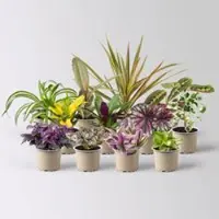 Kölles Beste Grünpflanzen-Set für Grüne Wand, bunter Mix, Topf-Ø 8,5 cm, 12 Pflanzen
