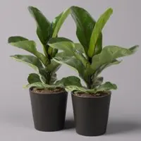 Pflanzen-Kölle Geigenfeige 'Bambino'', Topf-Ø 12cm, mit Übertopf Dallas anthrazit, 2er-Set