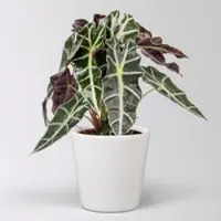 Pflanzen-Kölle Alocasia 'Polly', in Keramiktopf Dallas, Topf-Ø 17 cm, Höhe ca. 45 cm