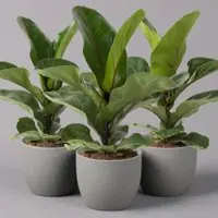 Pflanzen-Kölle Geigenfeige 'Bambino', 3er-Set, Höhe 30-40cm, Topf 12cm Ø